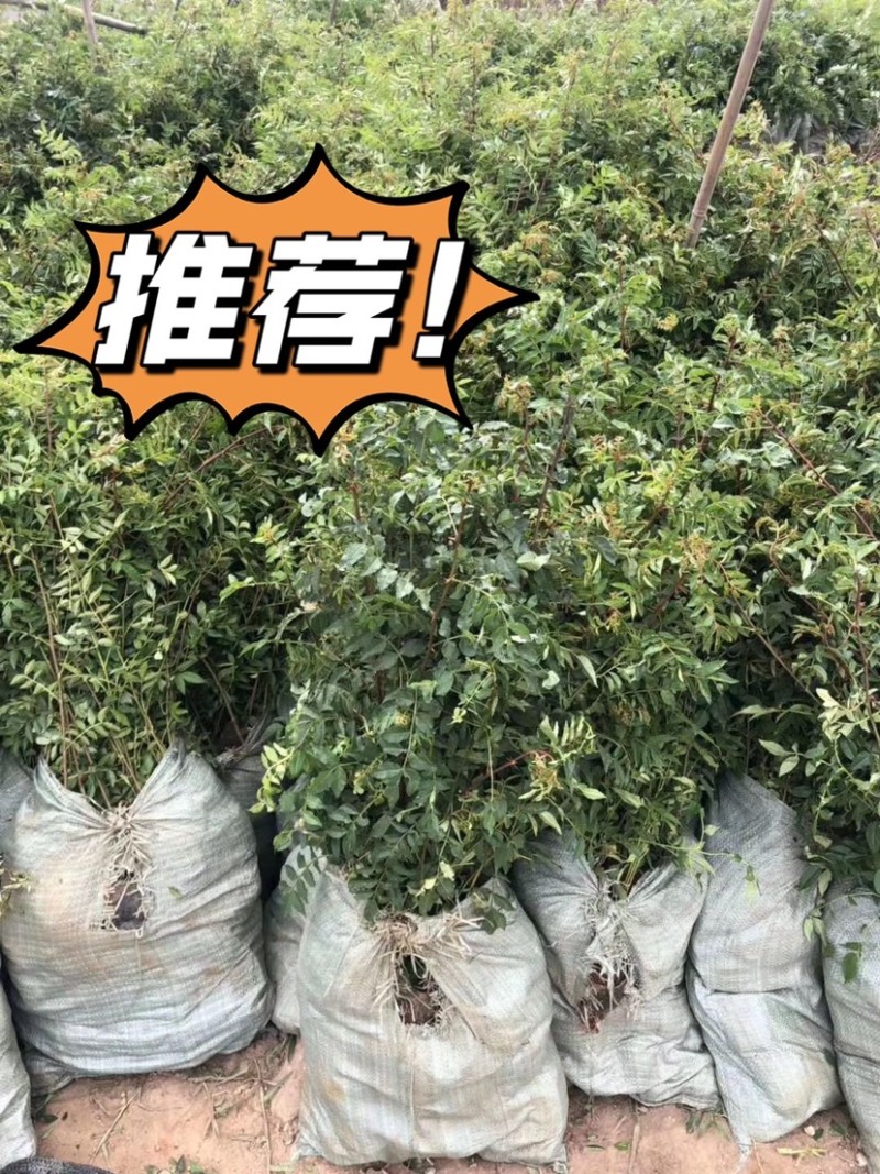 花椒苗，青花椒苗，九叶青花椒苗，九叶青花椒