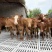 【基地直供】鲁西黄牛小牛犊肉牛崽小牛活牛牛仔出售小黄牛