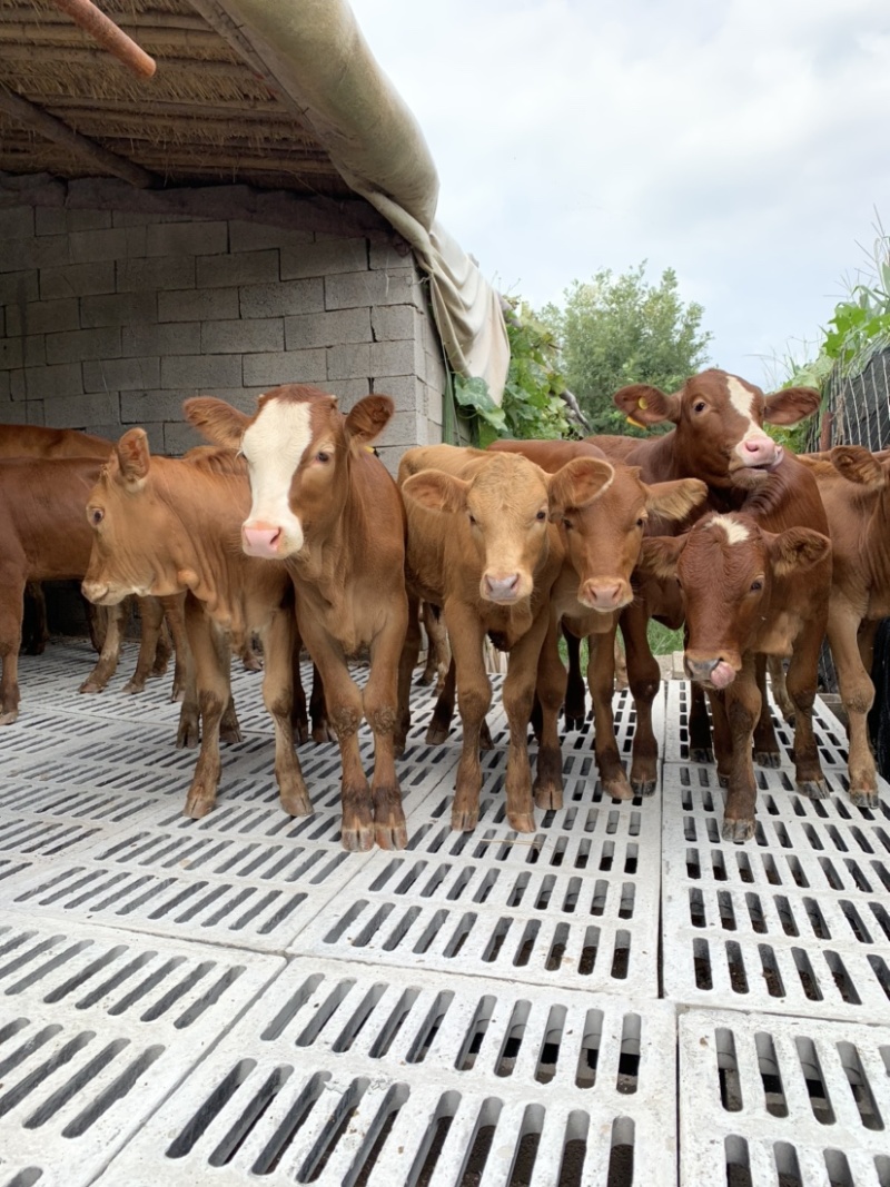 【基地直供】鲁西黄牛小牛犊肉牛崽小牛活牛牛仔出售小黄牛