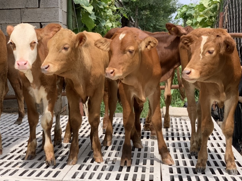 【基地直供】鲁西黄牛小牛犊肉牛崽小牛活牛牛仔出售小黄牛
