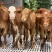 【基地直供】鲁西黄牛小牛犊肉牛崽小牛活牛牛仔出售小黄牛