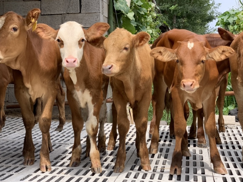 【基地直供】鲁西黄牛小牛犊肉牛崽小牛活牛牛仔出售小黄牛