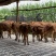 【基地直供】鲁西黄牛小牛犊肉牛崽小牛活牛牛仔出售小黄牛