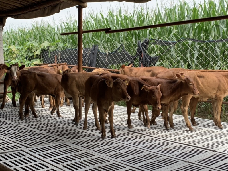 【基地直供】鲁西黄牛小牛犊肉牛崽小牛活牛牛仔出售小黄牛