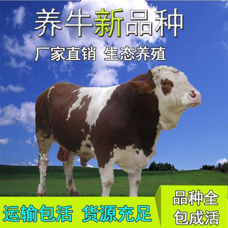 【精选】活体西门塔尔牛犊活牛牛犊子小牛犊肉牛犊活牛幼仔