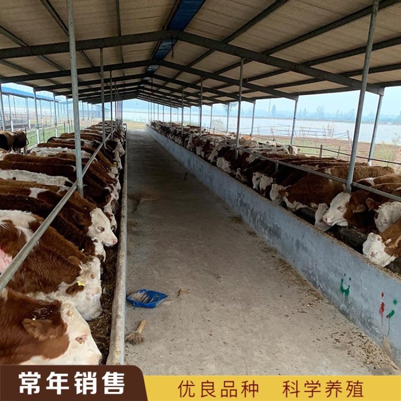 【精选】活体西门塔尔牛犊活牛牛犊子小牛犊肉牛犊活牛幼仔
