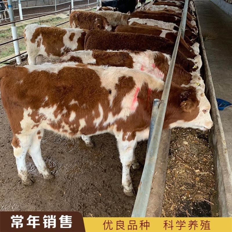 【精选】活体西门塔尔牛犊活牛牛犊子小牛犊肉牛犊活牛幼仔