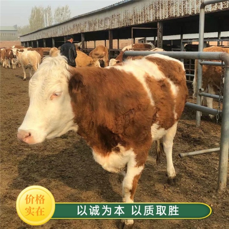 【精选】活体西门塔尔牛犊活牛牛犊子小牛犊肉牛犊活牛幼仔
