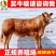 【热销】鲁西黄牛犊牛苗肉牛犊牛仔小黄牛小牛犊