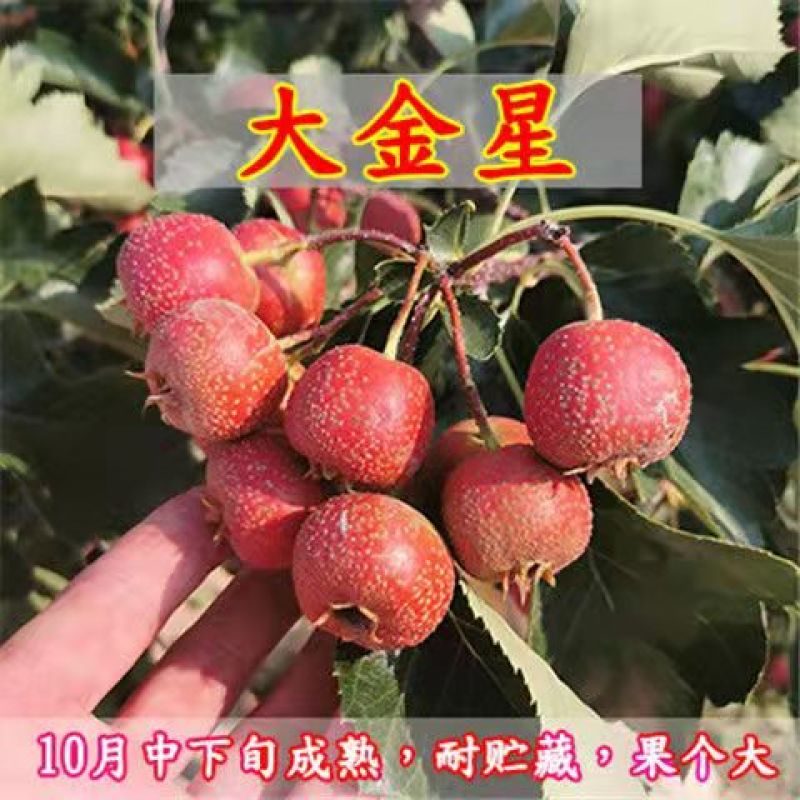 山楂树苗嫁接无籽甜红子大金星山楂苗南北方种植当年挂果批发