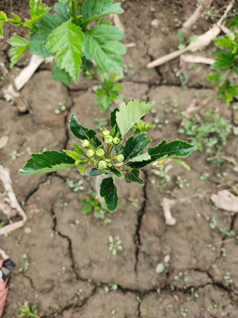 山楂树苗嫁接无籽甜红子大金星山楂苗南北方种植当年挂果批发