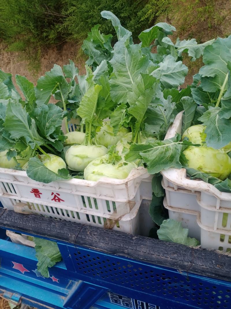 苤蓝从绿色食品欢迎大家选购苤蓝营养价值增强人体免疫力
