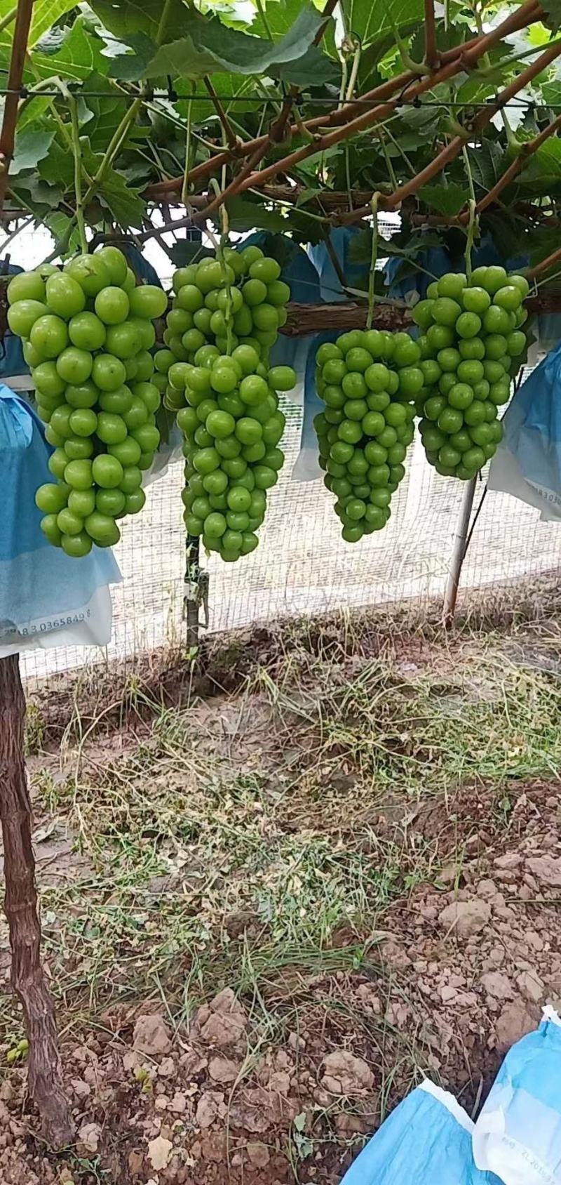 阳光玫瑰精品阳光玫瑰产地直销精品阳光玫瑰