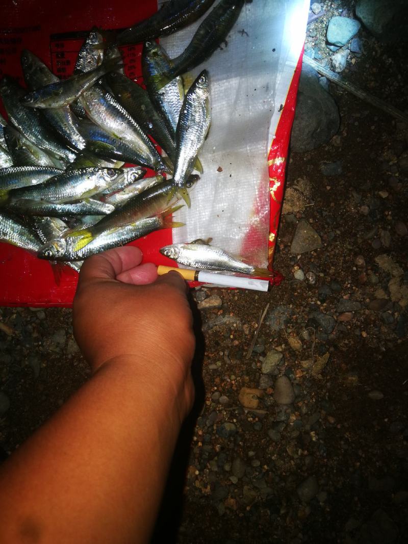 小号溪流桃花鱼，鲜货，冻板开肚，不开肚小号溪流桃花鱼