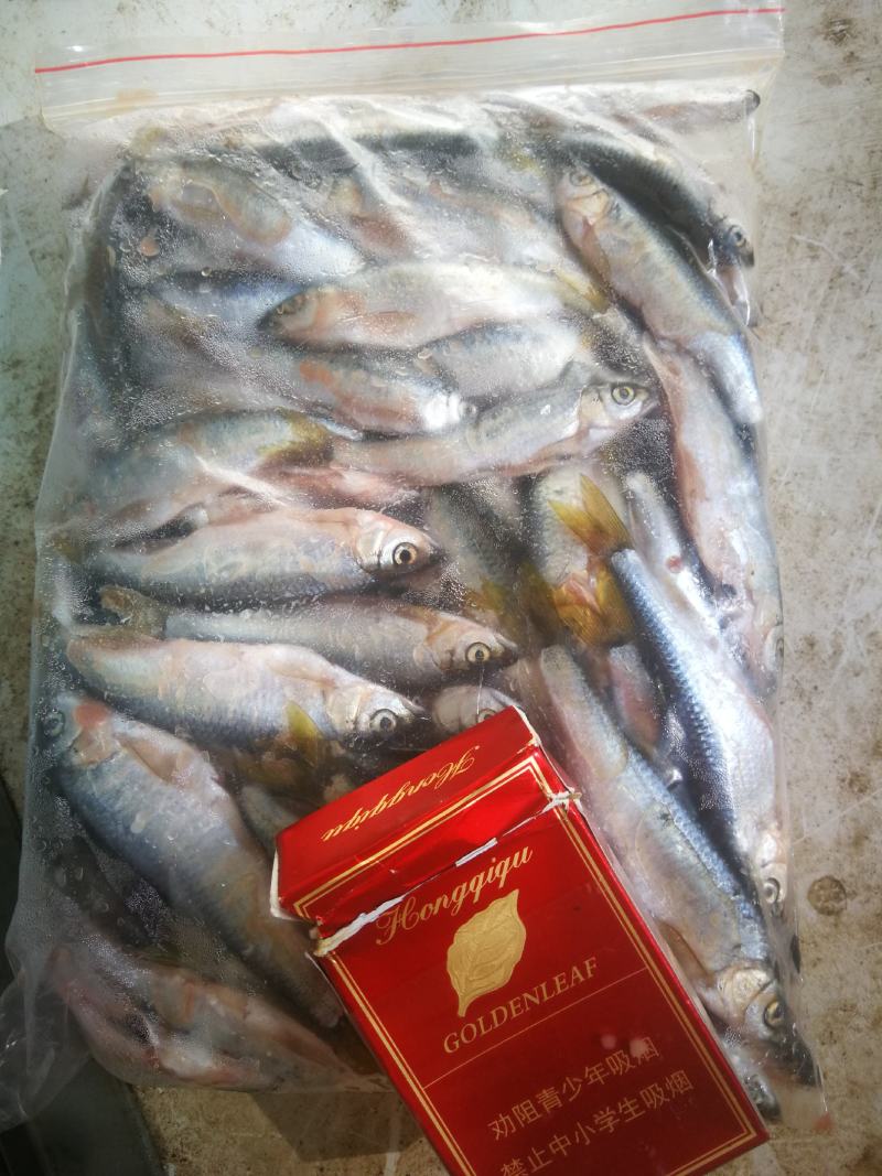 小号溪流桃花鱼，鲜货，冻板开肚，不开肚小号溪流桃花鱼
