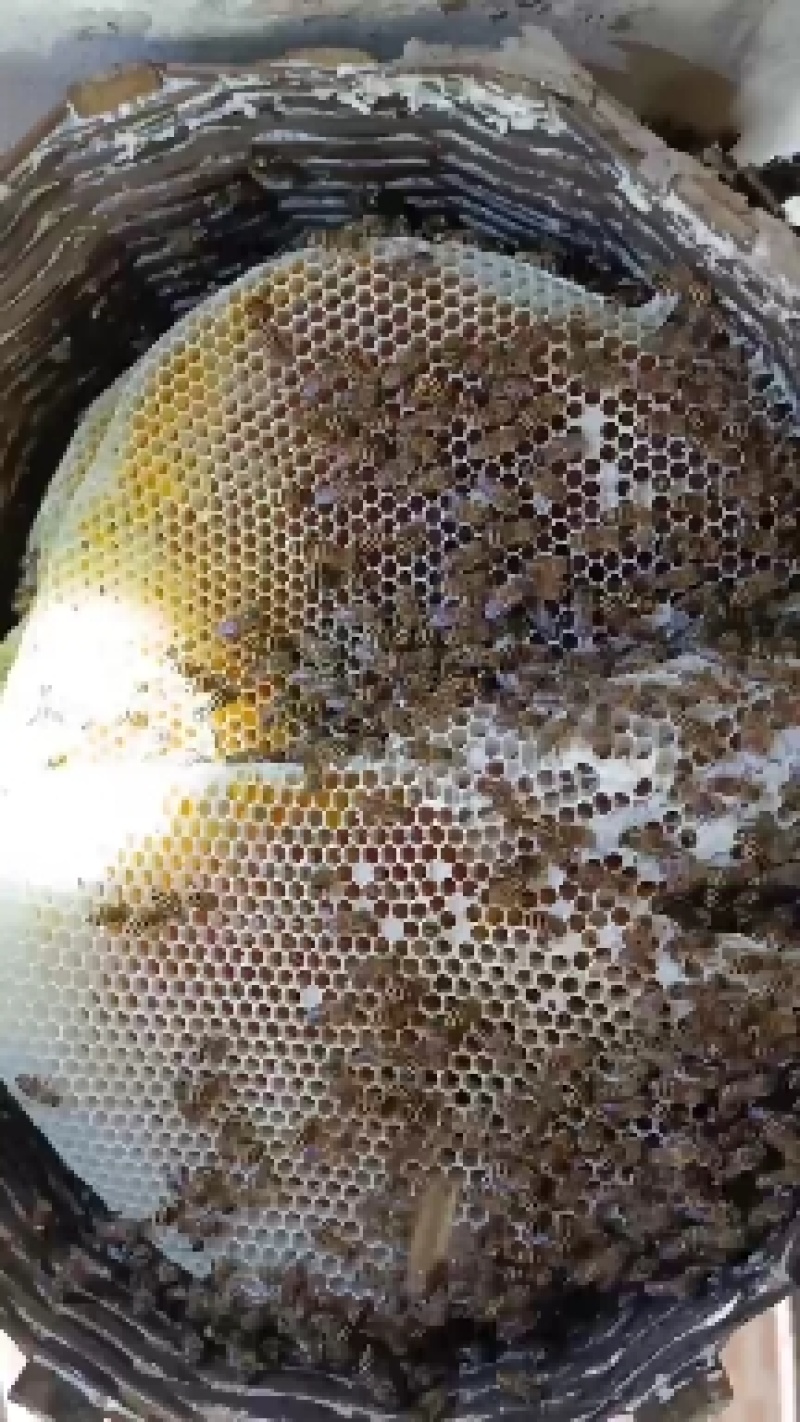 冬蜜，野花土蜂蜜百花蜜