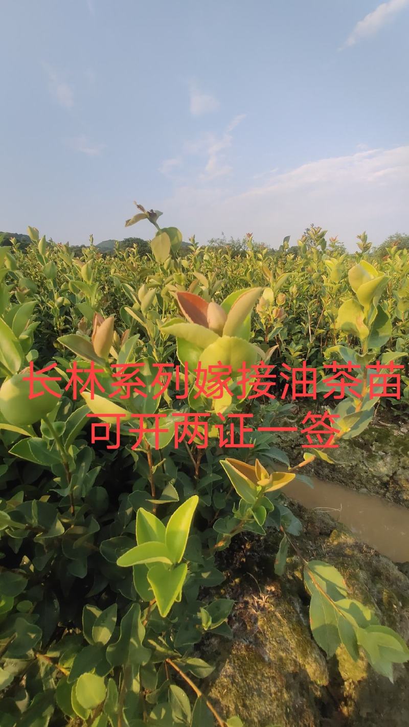 【有好货】江西高产嫁接油茶苗杯苗裸根苗特卖20-80