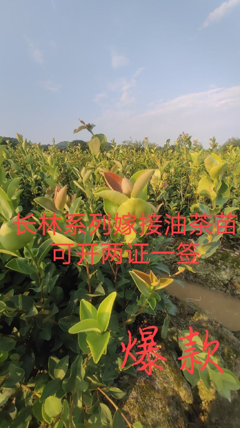【有好货】江西高产嫁接油茶苗杯苗裸根苗特卖20-80