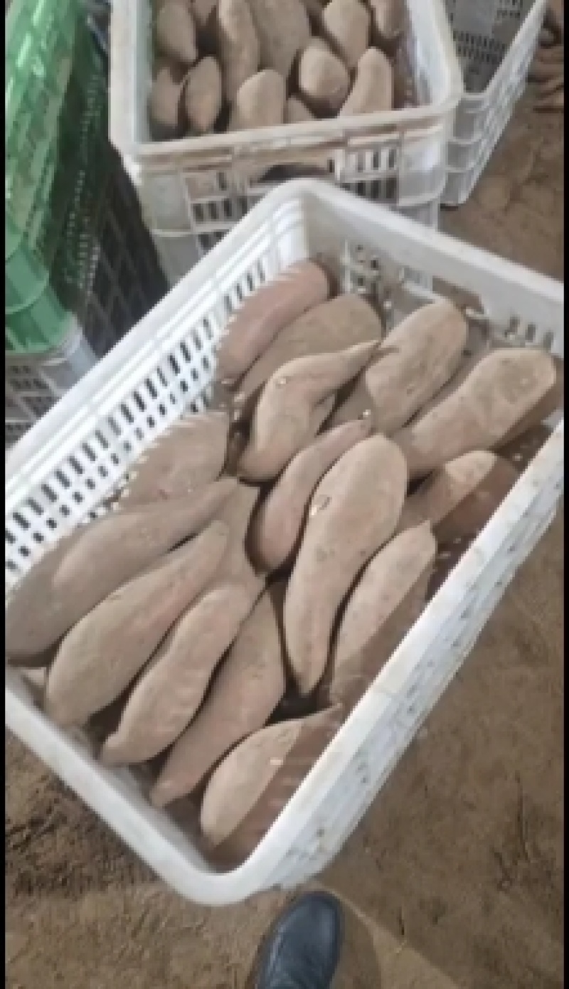 龙薯九号红薯鲜薯大量供应龙薯九商品加工有货
