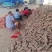龙薯九号红薯鲜薯大量供应龙薯九商品加工有货