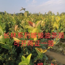 江西高产嫁接油茶苗20-80规格齐全可分大小苗层次出售