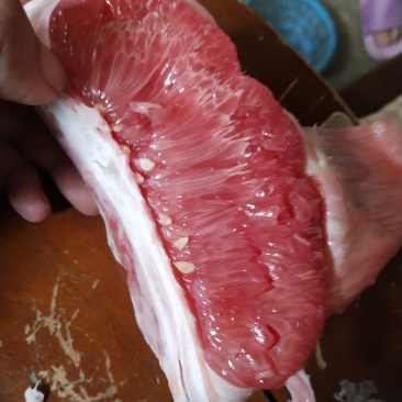 广西三红密柚上市中
