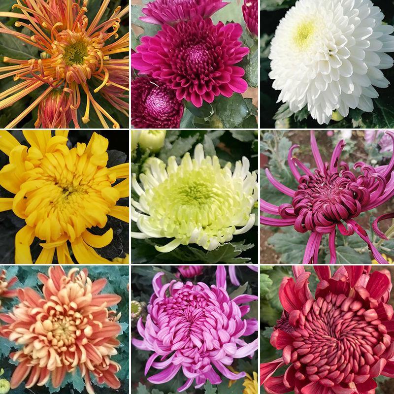 四季菊大菊花盆栽花卉室内庭院地栽植物秋菊当年开花乒乓菊九