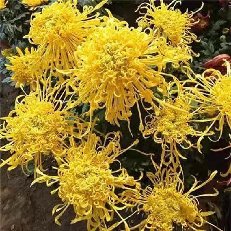 四季菊大菊花盆栽花卉室内庭院地栽植物秋菊当年开花乒乓菊九