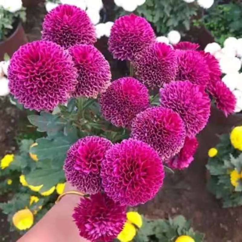 四季菊大菊花盆栽花卉室内庭院地栽植物秋菊当年开花乒乓菊九