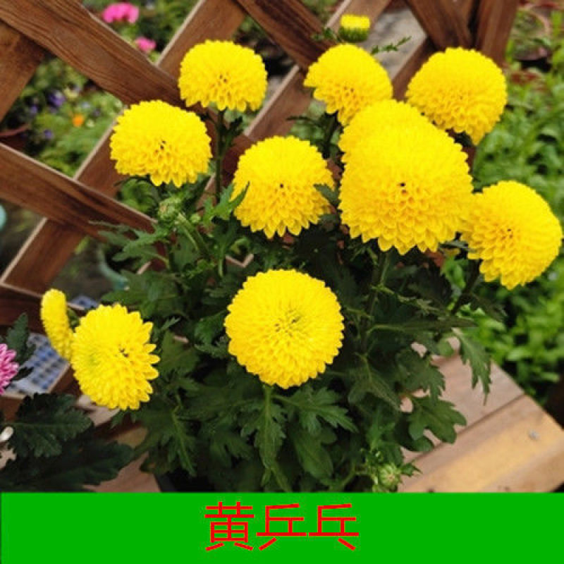 四季菊大菊花盆栽花卉室内庭院地栽植物秋菊当年开花乒乓菊九
