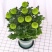 四季菊大菊花盆栽花卉室内庭院地栽植物秋菊当年开花乒乓菊九
