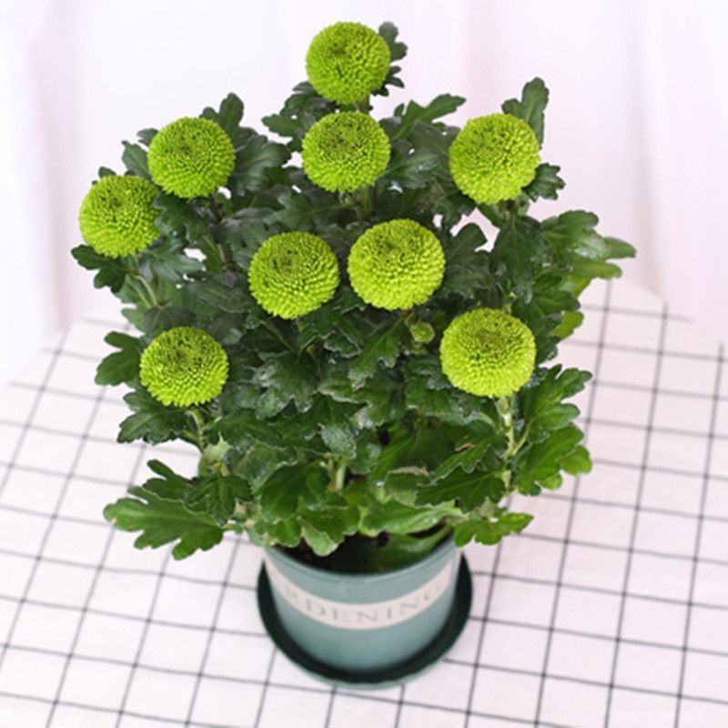 四季菊大菊花盆栽花卉室内庭院地栽植物秋菊当年开花乒乓菊九