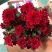 四季菊大菊花盆栽花卉室内庭院地栽植物秋菊当年开花乒乓菊九