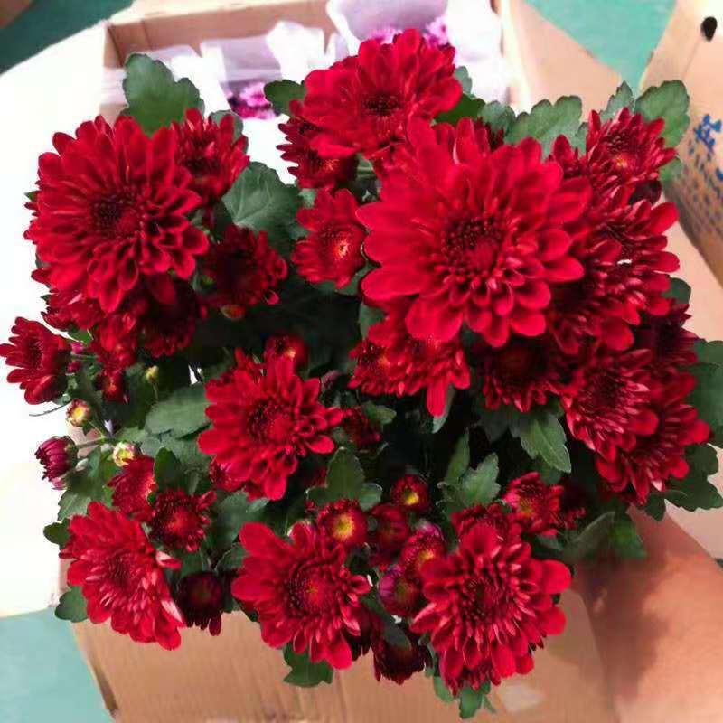 四季菊大菊花盆栽花卉室内庭院地栽植物秋菊当年开花乒乓菊九