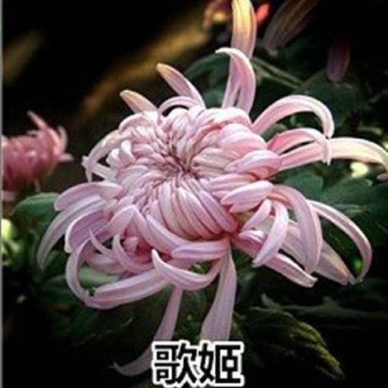 四季菊大菊花盆栽花卉室内庭院地栽植物秋菊当年开花乒乓菊九