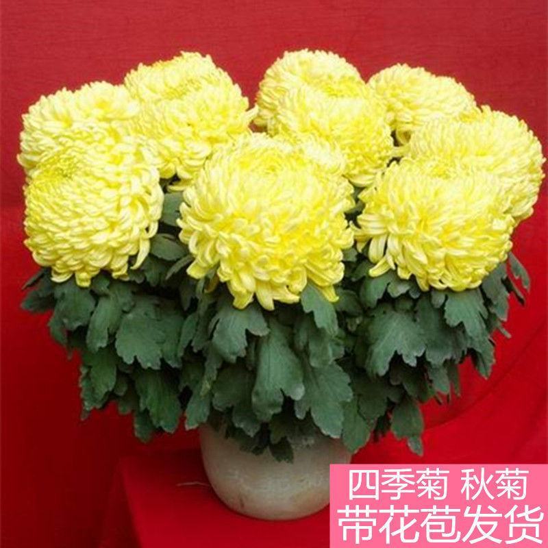 四季菊大菊花盆栽花卉室内庭院地栽植物秋菊当年开花乒乓菊九