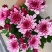 四季菊大菊花盆栽花卉室内庭院地栽植物秋菊当年开花乒乓菊九