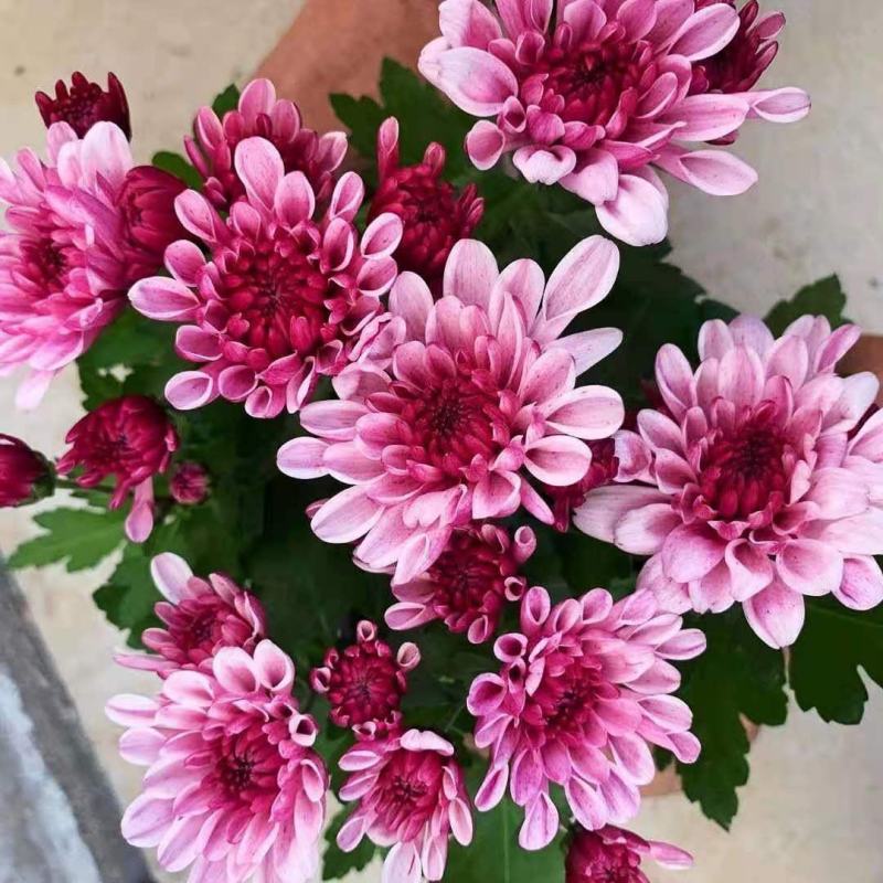 四季菊大菊花盆栽花卉室内庭院地栽植物秋菊当年开花乒乓菊九
