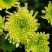 四季菊大菊花盆栽花卉室内庭院地栽植物秋菊当年开花乒乓菊九
