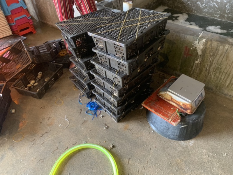 鼎鲜水产贸易福建本地鲍鱼20头好质量好便宜10件起拿