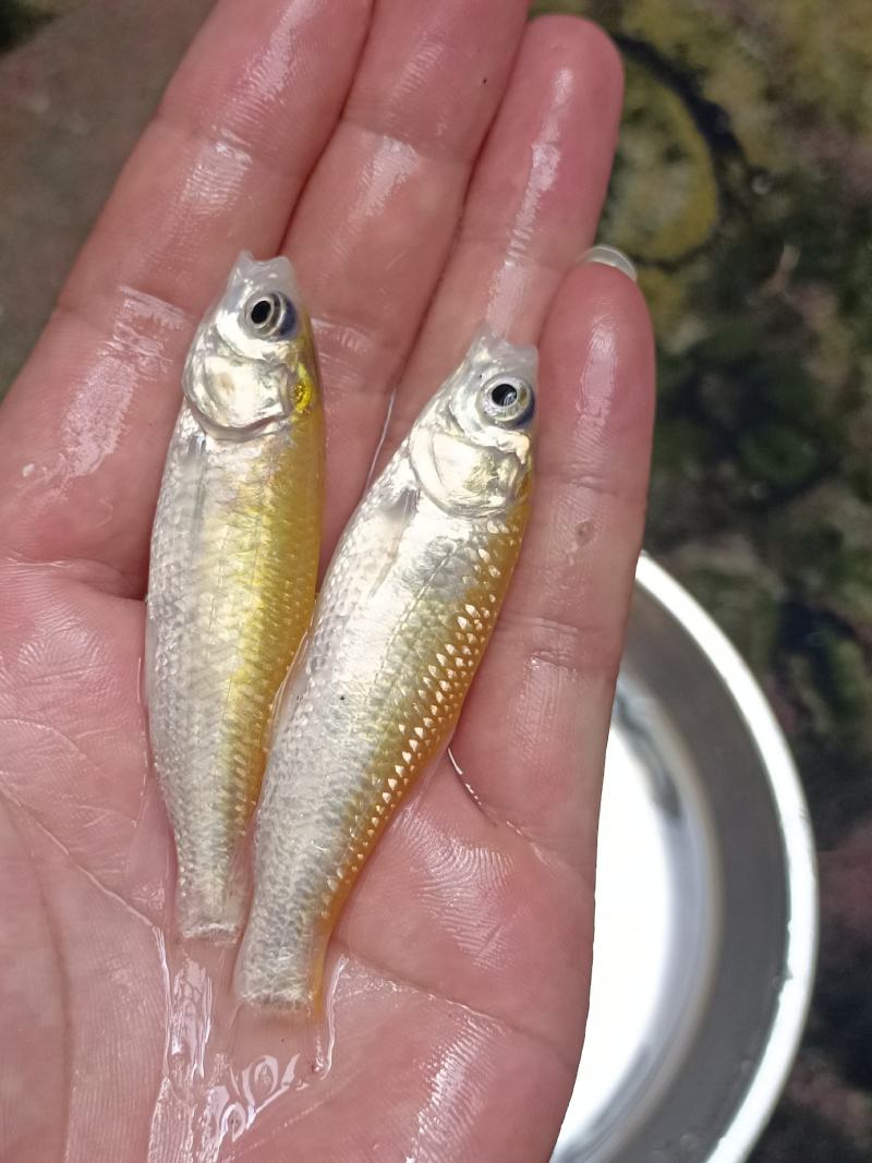 俄罗斯金草鱼苗.金丝草鱼苗,淡水养殖活体鱼苗批发