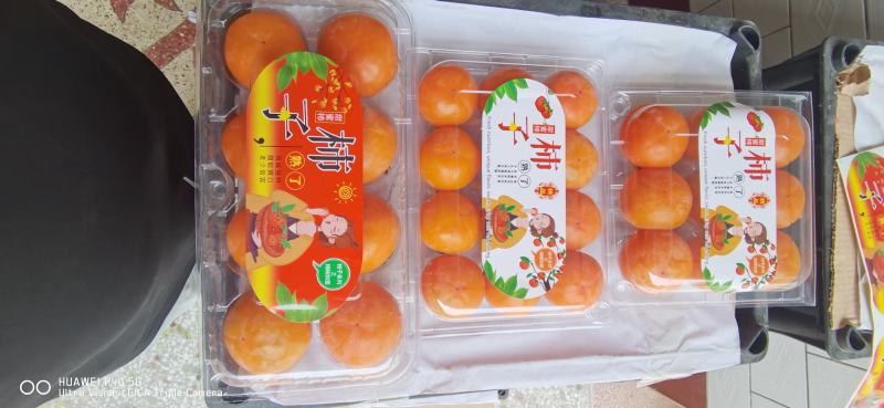 永济七月黄！胎里红，吊红柿子大量上市中，需要的联系我