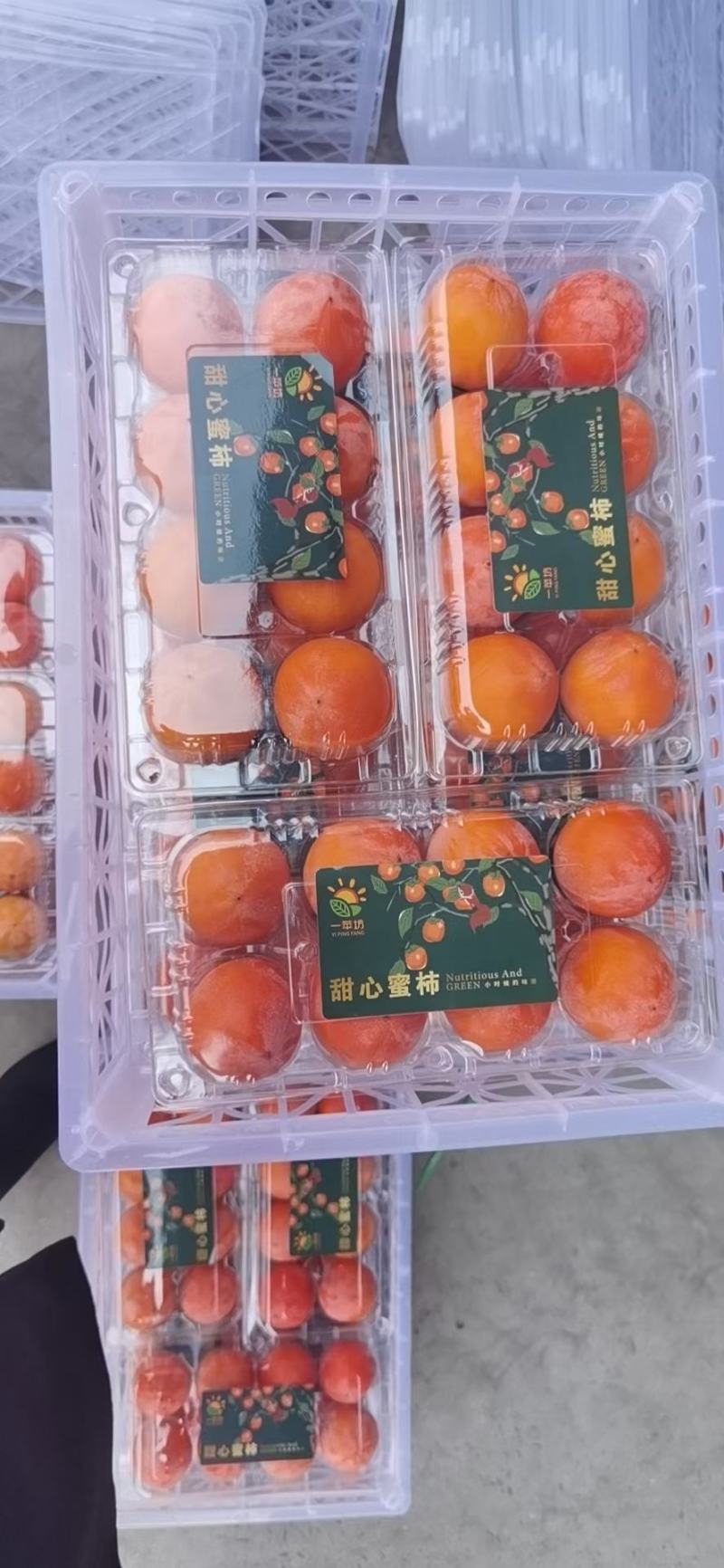 永济七月黄！胎里红，吊红柿子大量上市中，需要的联系我