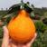 春见粑粑柑苗，公司500亩柑橘基地供你参观。品种纯正包邮
