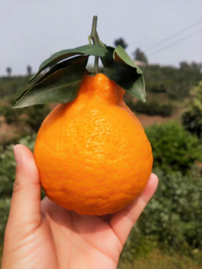 春见粑粑柑苗，公司500亩柑橘基地供你参观。品种纯正包邮