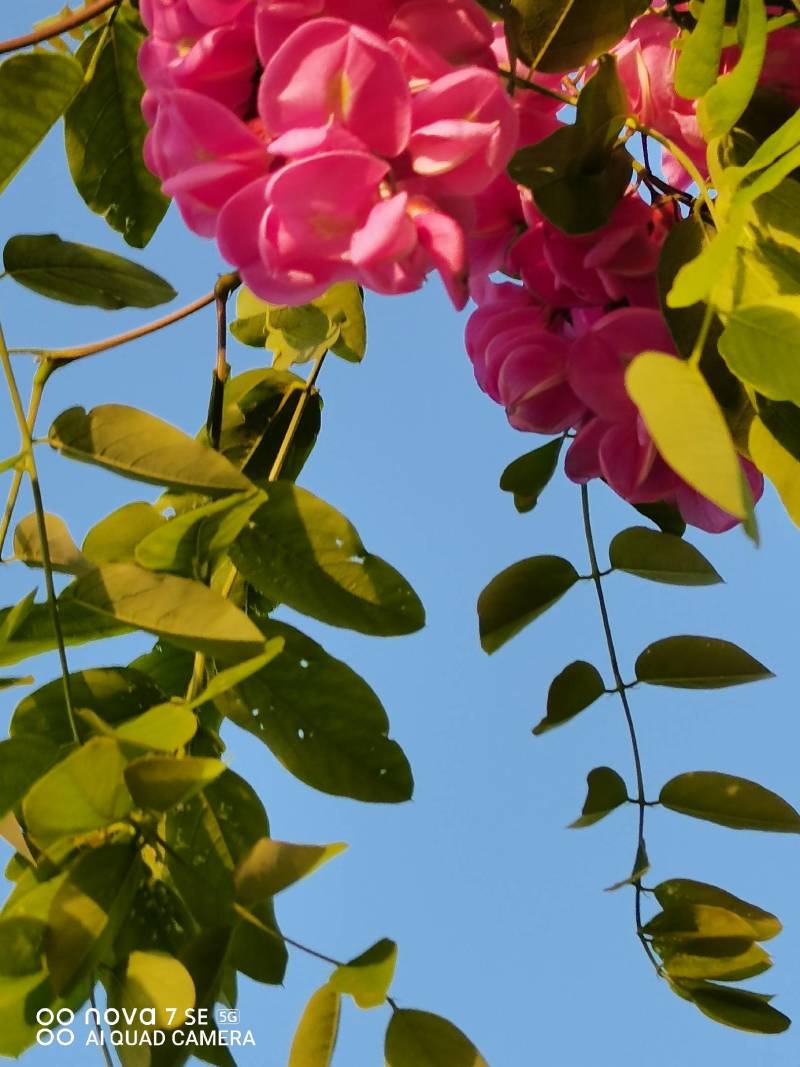 香花槐树嫁接树树身高一米八到两米二适合园林庭院道路