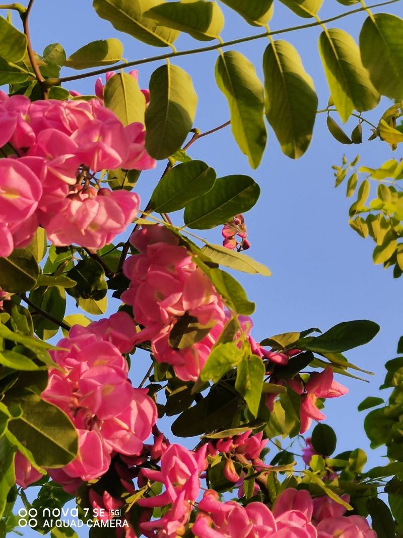 香花槐树嫁接树树身高一米八到两米二适合园林庭院道路