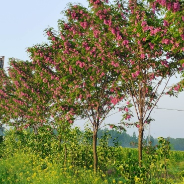 香花槐树嫁接树树身高一米八到两米二适合园林庭院道路