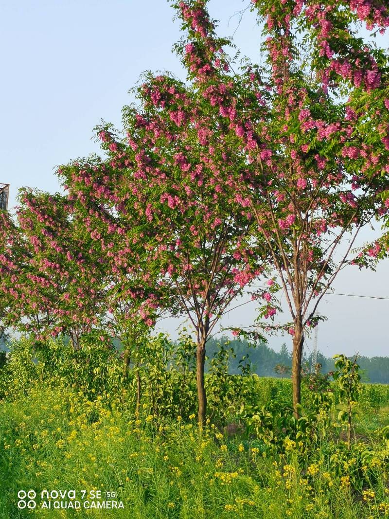 香花槐树嫁接树树身高一米八到两米二适合园林庭院道路