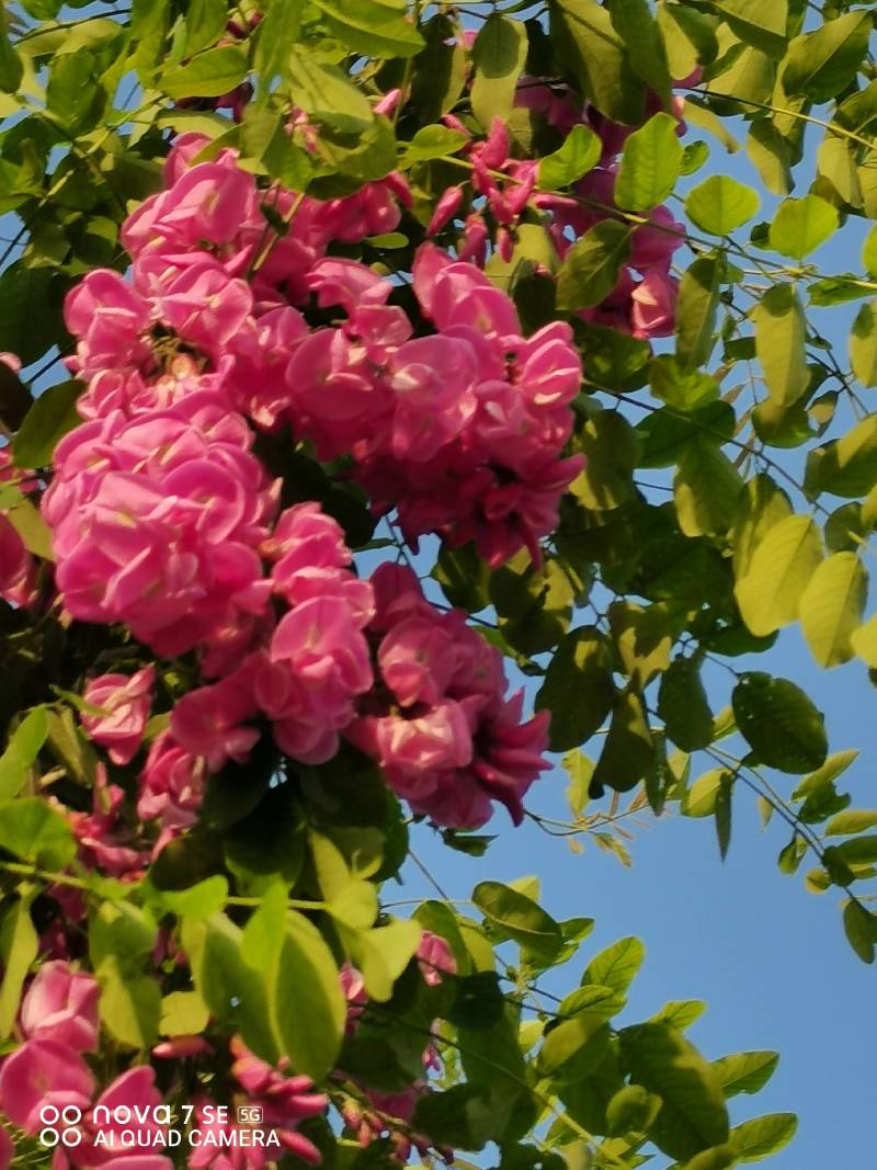 香花槐树嫁接树树身高一米八到两米二适合园林庭院道路